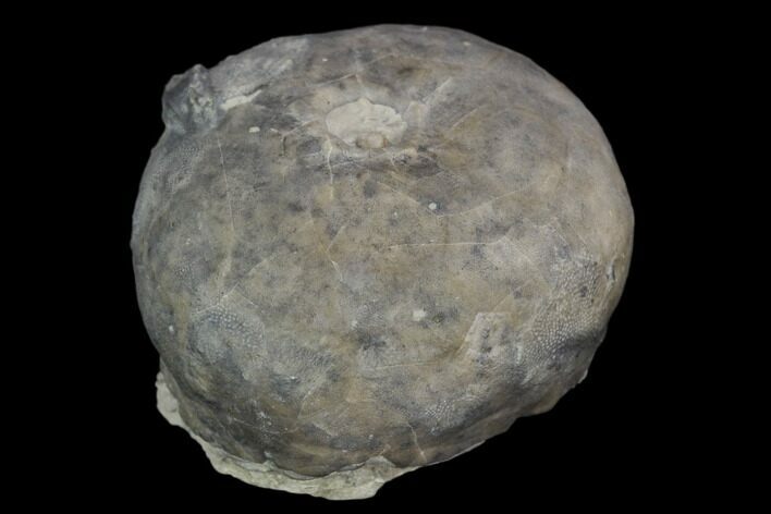 Fossil Crinoid (Lyriocrinus) Calyx - Indiana #127329